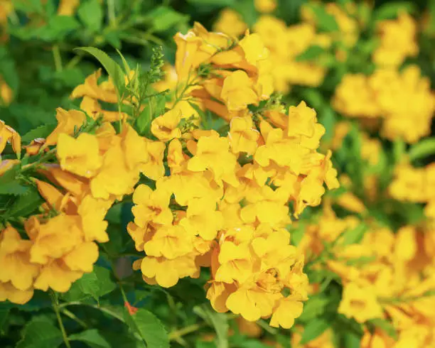 Yellow elder or Yellow trumpetbush flower in Thailand at afternoon time.