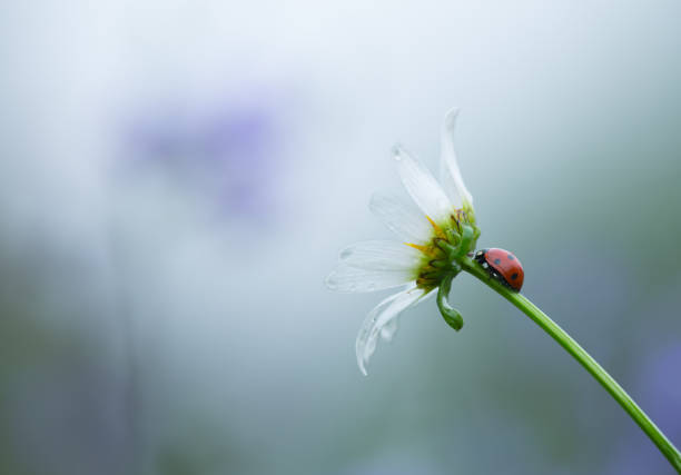 Ladybug on a daisy flower