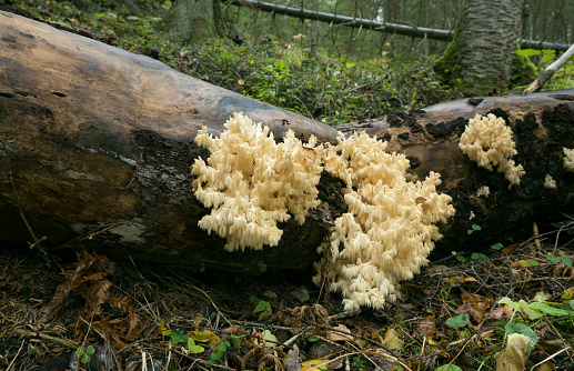 Closeup of coral tooth fungus, Hericium coralloides growing on fallen tree.