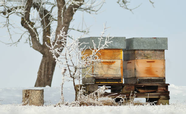 冬のミツバチの巣箱 - beehive rural scene bee outdoors ストックフォトと画像