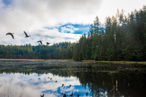 istock Minnekhada Regional Park , Vancouver 1127924888