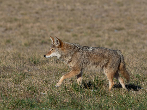 istock Coyote Canis latrans in Grass Field Western Washington State 1127925636