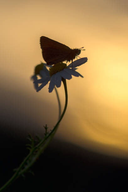 silhouette. damas immaculata schmetterling auf daisy erwartet sonnenaufgang bei gegenlicht am frühen morgen - immaculata stock-fotos und bilder