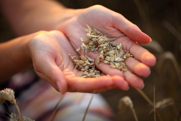 female hands with wheat grains
