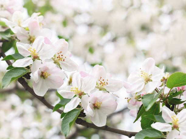istock Spring branch with apple flowers and leaves on garden blurred background 1127928308