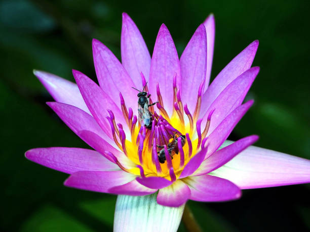 istock Purple Waterlily and the Bees 1127928401
