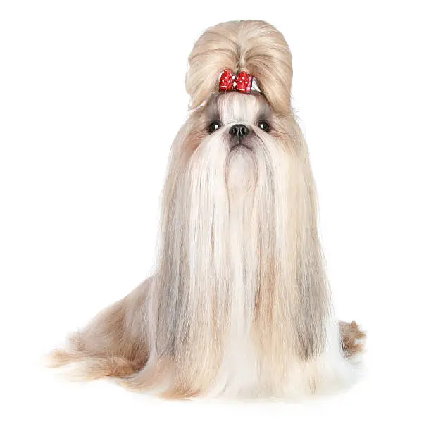 Photo of Dog of breed shih-tzu on white background