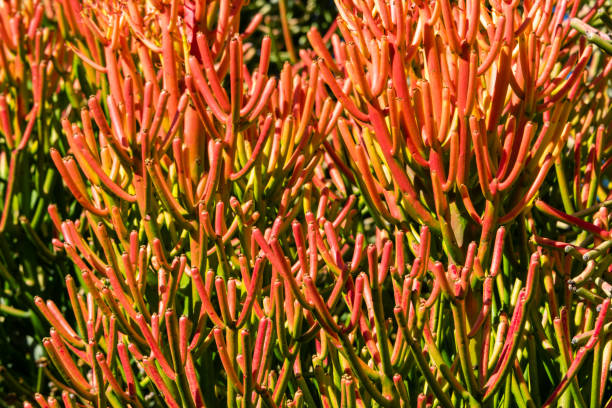 istock Red pencil tree (euphorbia tirucalli) orange leaves - closeup background image 1127931729