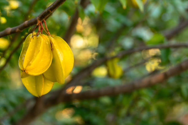 istock Star apple fruit,  Carambola (Averrhoa carambola) growing on a tree 1127931734
