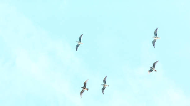 istock Seagull against Sky on Ocean Background 1127931794