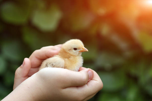 enfants main tient poulet jaune mignon - poultry farm chicken baby chicken photos et images de collection