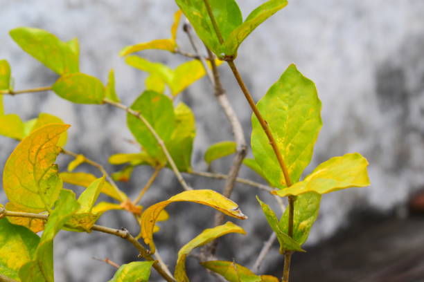 istock Beauty of Green & Yellow Leafs 1127931853
