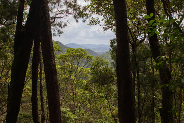 istock view of the mountain between trees 1127932702
