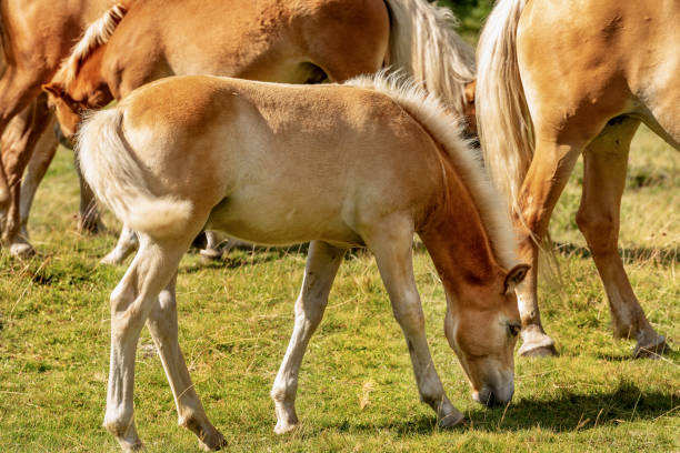 istock Herd of brown and white horses with a foal 1127934681