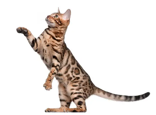 Photo of Side view of Bengal kitten, with paw up, white background