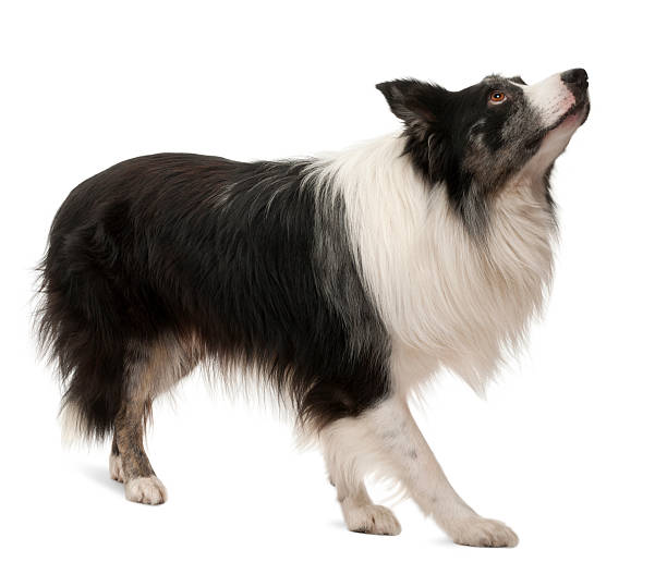 istock Border Collie standing, and looking up, white background 112793526