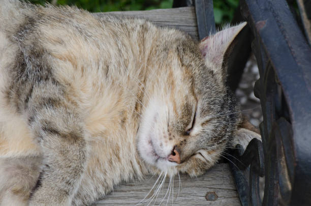istock Lazy sleepy cat on a park bench 1127935467