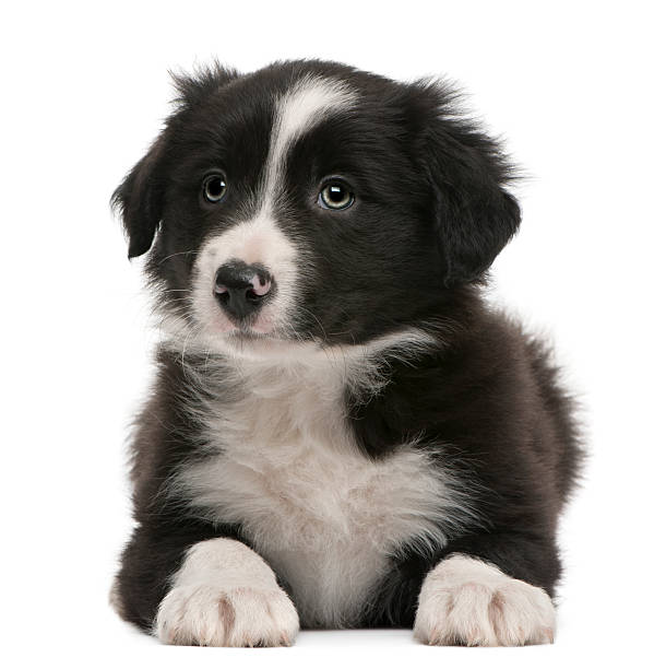 istock Border Collie puppy, 6 weeks old, lying, white background 112793559