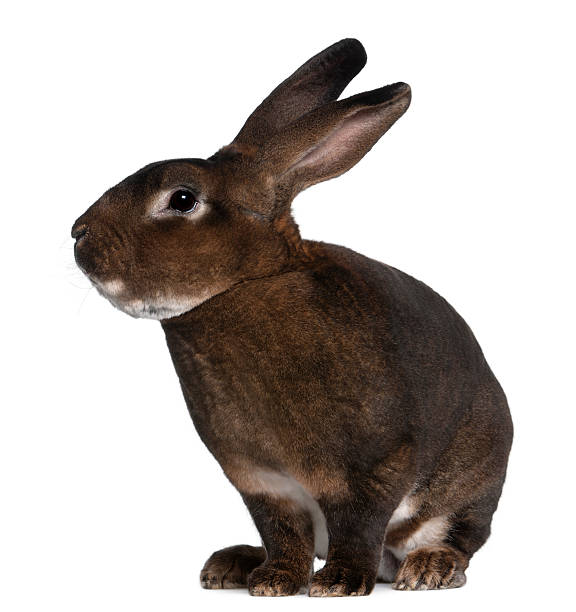 istock Side view of Castor Rex rabbit, sitting, white background 112793568