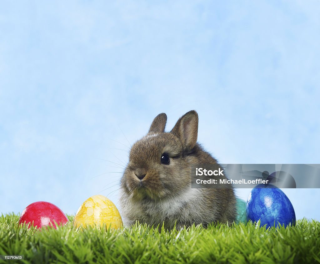 Lapin de Pâques - Photo de Lapin de Pâques libre de droits