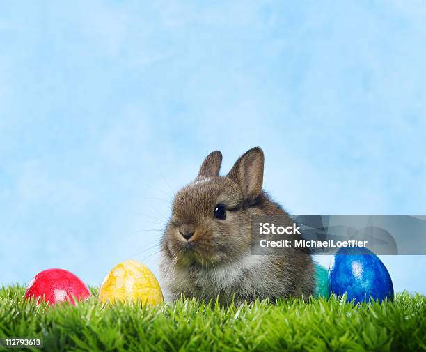 Photo libre de droit de Lapin De Pâques banque d'images et plus d'images libres de droit de Lapin de Pâques - Lapin de Pâques, Faune, Horizontal