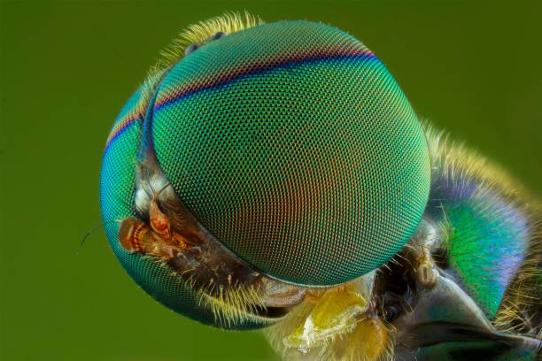 istock extreme close macro photography 1127936718