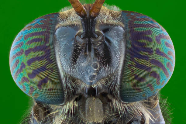 istock extreme close macro photography 1127936971
