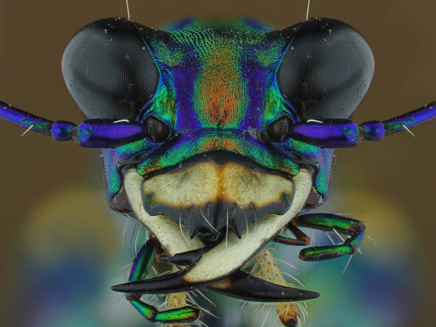 istock extreme close macro photography 1127937050