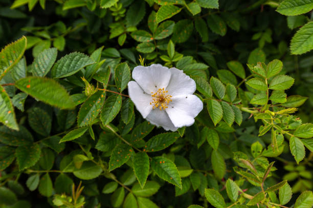istock Blooming fowers 1127937119