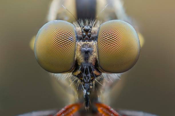 istock extreme close macro photography 1127937188