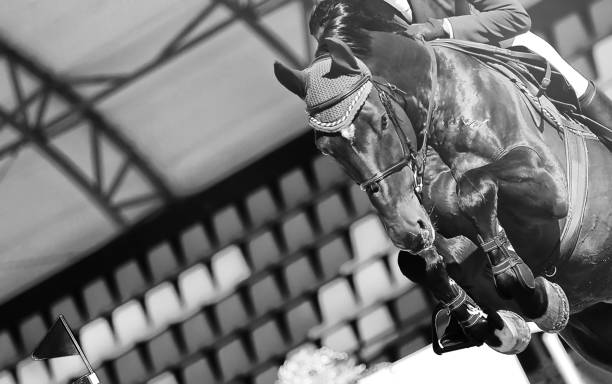 istock Horse horizontal black and white banner for website header, poster, wallpaper, monochrome design. 1127937205