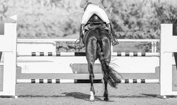 istock Horse horizontal black and white banner for website header, poster, wallpaper, monochrome design. 1127937220