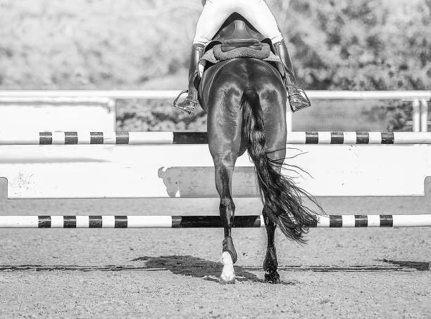 istock Horse horizontal black and white banner for website header, poster, wallpaper, monochrome design. 1127937227