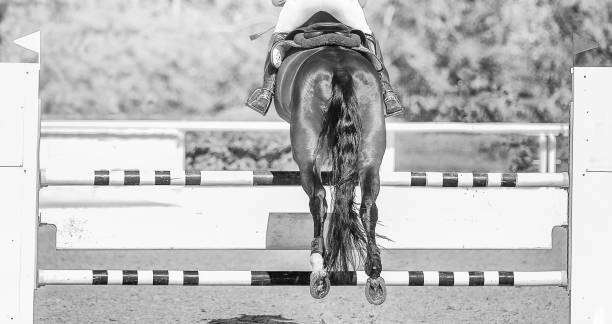 istock Horse horizontal black and white banner for website header, poster, wallpaper, monochrome design. 1127937241