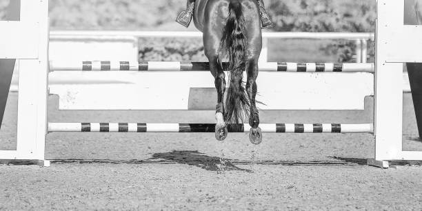 istock Horse horizontal black and white banner for website header, poster, wallpaper, monochrome design. 1127937247