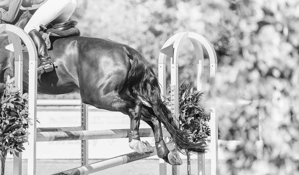 istock Horse horizontal black and white banner for website header, poster, wallpaper, monochrome design. 1127937255