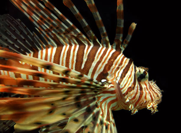 istock Red Lionfish Aquatic Animal 1127937948