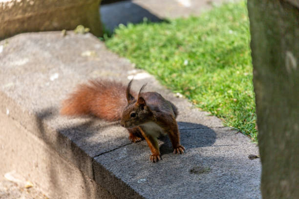 istock Squirrel  in the city 1127938081