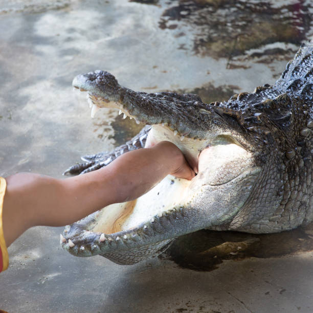 istock Hand on the crocodile’s neck. 1127938459