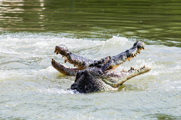 istock Crocodiles are fighting in the water. 1127938532