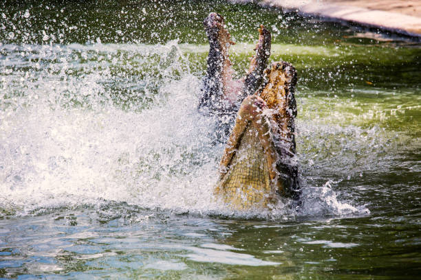 istock Crocodiles are fighting in the water. 1127939096
