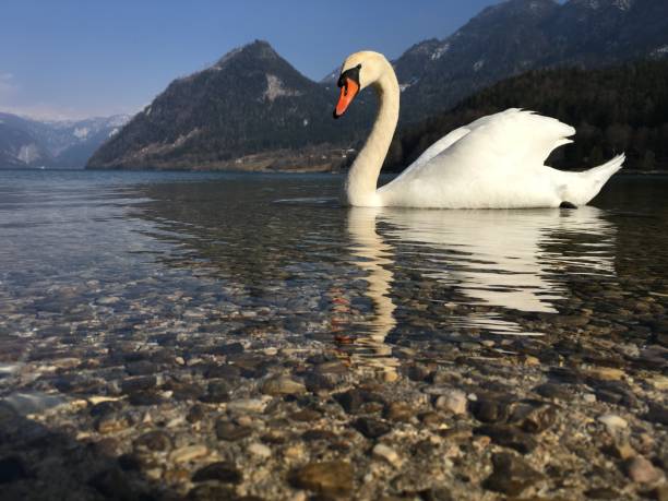 istock Grundlsee in Austria with a curious swan 1127940422