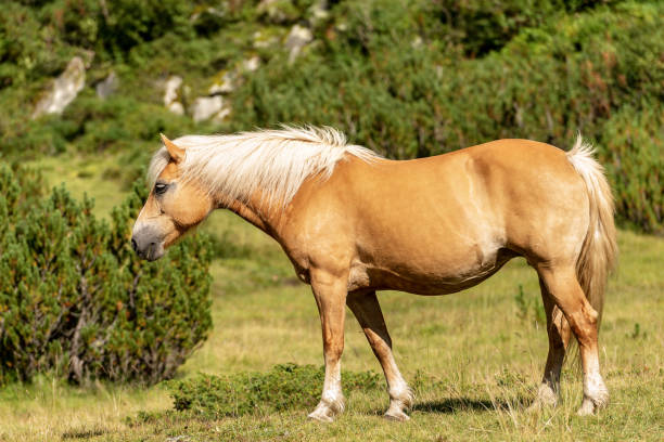 istock Brown and white horse in green alpine pasture 1127941659