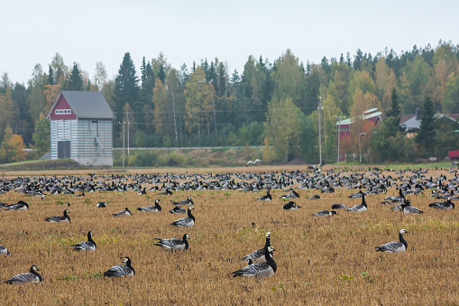 A big flock of barnacle gooses -Branta leucopsis are sitting on a field. Birds are preparing to migrate south. October 2018, Finland.