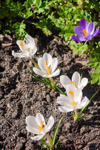 istock Crocus flowers in the spring sunny day 1127942043