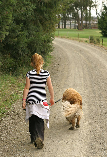 犬の散歩、 - dog tail shaking retriever ストックフォトと画像