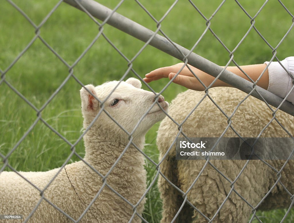 La pat - Foto de stock de Acariciar a un animal libre de derechos