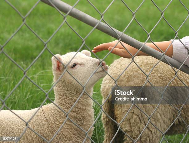 La Pat Foto de stock y más banco de imágenes de Acariciar a un animal - Acariciar a un animal, Agricultura, Alambre