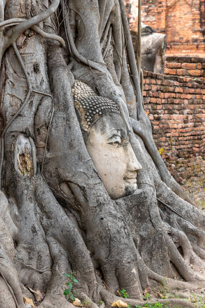 istock Buddha head embedded in a Banyan tree at Wat Phra Mahatat, Ayutthaya, Thailand, Asia 1127943123
