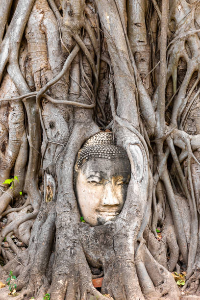istock Buddha head embedded in a Banyan tree at Wat Phra Mahatat, Ayutthaya, Thailand, Asia 1127943818